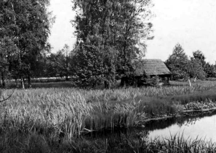 Õlgkatusega palksaun kaskede vahel, tiigiäärse pilliroo taga